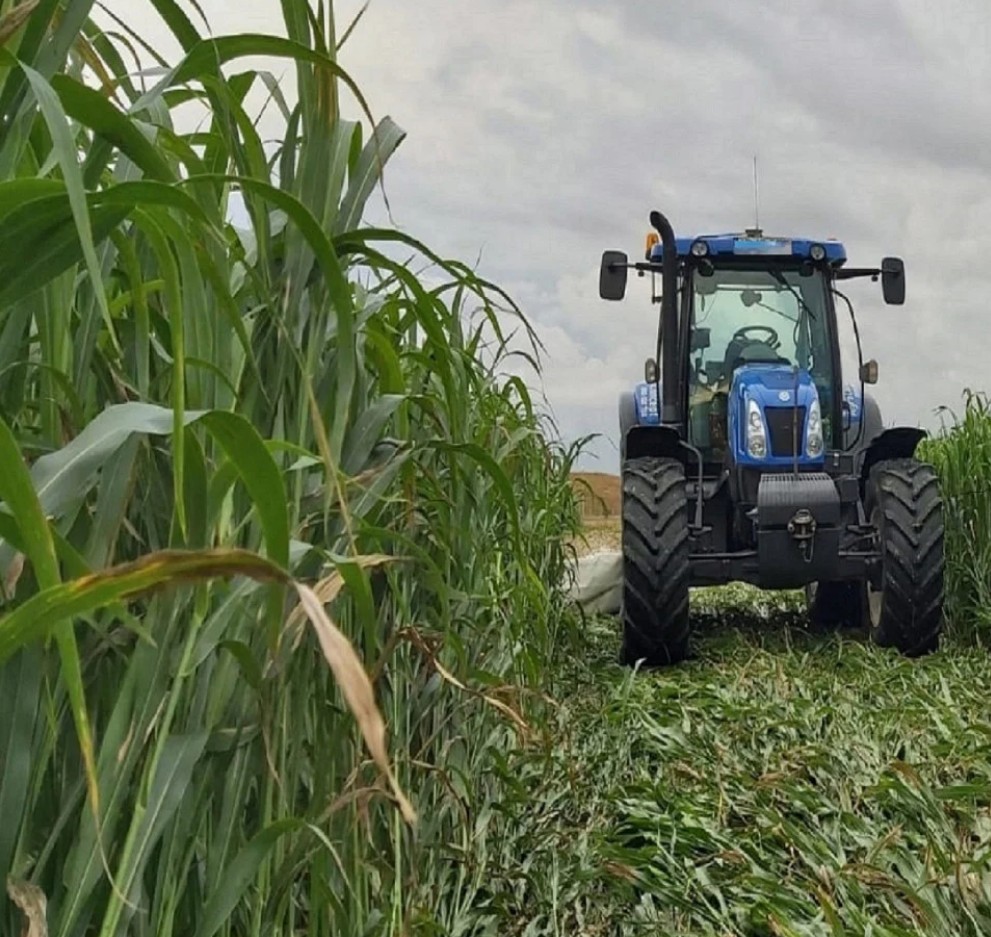 Sorg și Iarbă de Sudan Hibrid – cultură furajeră performantă pentru fermele moderne, disponibilă prin ALDEMO TQM